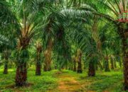 Harga CPO Melonjak, Ditopang Ekspektasi Penurunan Produksi