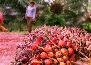 Harga CPO Naik: Optimisme Pasar di Tengah Penurunan Produksi