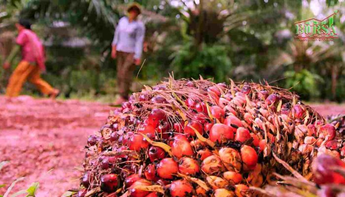 harga cpo naik optimisme pasar di tengah penurunan produksi kompres