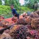 harga cpo terdongkrak naik produksi minyak sawit menurun tajam kompres
