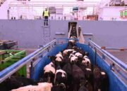 Impor 200 Ribu Sapi Perah, Dukung Program Makan Bergizi Gratis