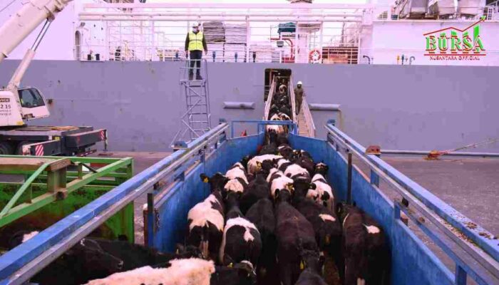 Impor 200 Ribu Sapi Perah, Dukung Program Makan Bergizi Gratis