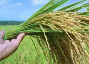 Kenaikan HPP Gabah 2025: Tantangan dan Peluang Menuju Swasembada