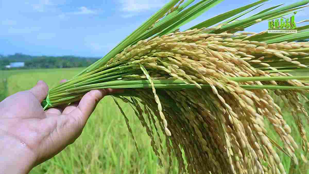 kenaikan hpp gabah 2025 tantangan dan peluang menuju swasembada kompres