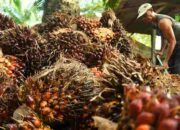 Kenaikan Pungutan Ekspor CPO Berpotensi Turunkan Harga TBS Sawit, Petani Resah