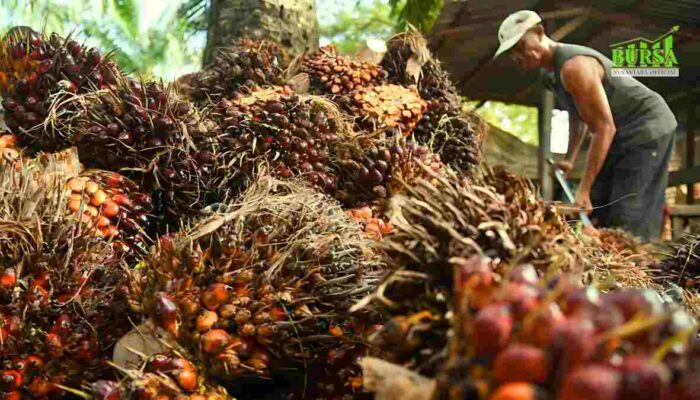 kenaikan pungutan ekspor cpo berpotensi turunkan harga tbs sawit petani resah kompres