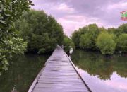 Misteri Sertifikat Hak Milik di Laut: Kawasan Mangrove di Bontoa Dirusak?