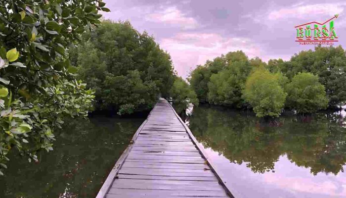 Misteri Sertifikat Hak Milik di Laut: Kawasan Mangrove di Bontoa Dirusak?