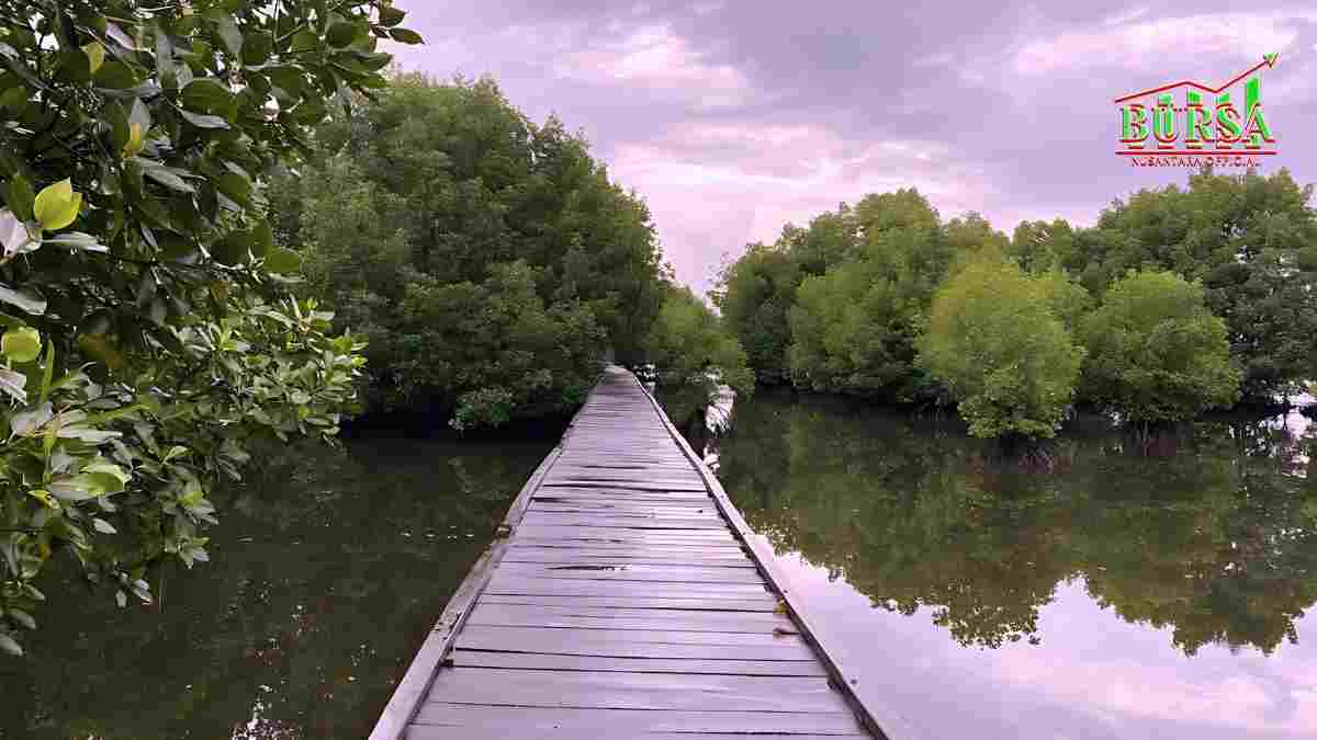 misteri sertifikat hak milik di laut kawasan mangrove di bontoa dirusak kompres