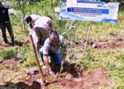 PLN EPI dan Kementan Sulap Lahan Tandus di Brebes Jadi Penggerak Energi dan Pangan