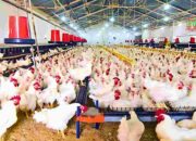 Saham Poultry Menggeliat: Potensi Cuan CPIN dan JPFA di Tengah Fluktuasi Harga Pasar