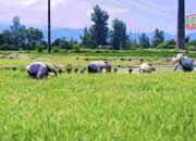 Transformasi Koperasi Petani: Langkah Strategis Menuju Swasembada Pangan 2025