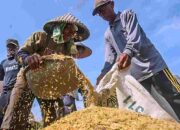 BI Fasilitasi Offtaker Beras, Jaga Stabilitas Pangan Ramadan