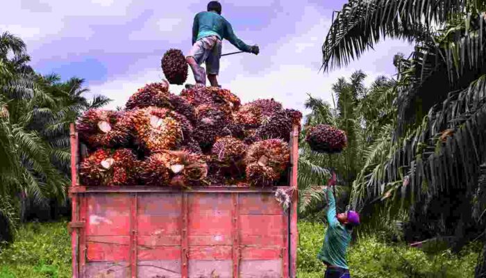 BPDP Target Replanting SDA 2025: Investasi Strategis Nasional