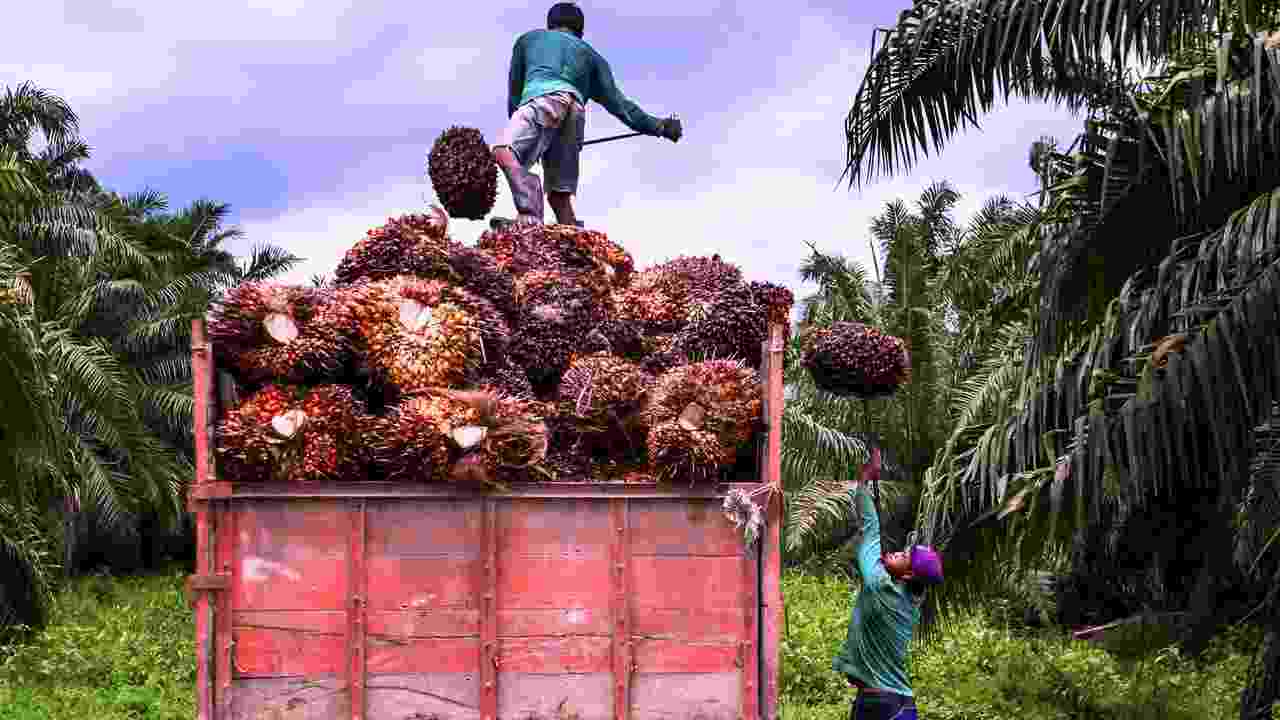 BPDP Target Replanting SDA 2025 Investasi Strategis Nasional