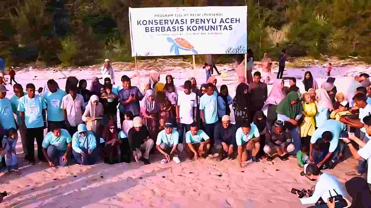 dukungan pelni konservasi penyu di pulo aceh, tingkatkan ekowisata berkelanjutan kompres