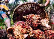 Harga CPO Melesat, Penurunan Produksi Dorong Kenaikan Harga