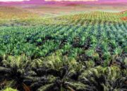 Harga CPO Melonjak Usai Libur Imlek, Dukung Sentimen Positif Pasar