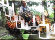 Harga CPO Naik Lagi, Dipicu Ekspektasi Produksi Melemah dan Cuaca Buruk