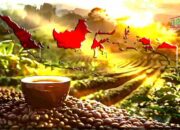 Harumnya Kopi Nusantara, Tradisi dan Identitas Budaya