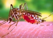 AI dan BMKG Kolaborasi Atasi Malaria dengan Peringatan Dini Iklim