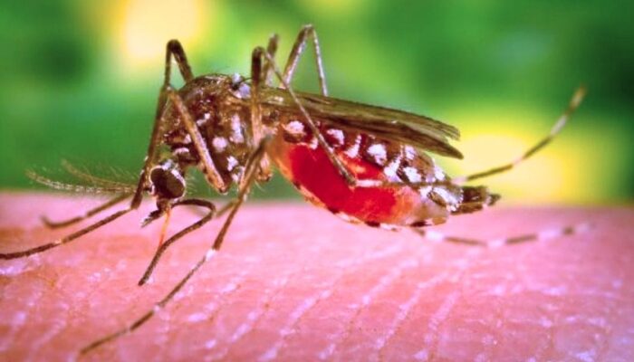 AI dan BMKG Kolaborasi Atasi Malaria dengan Peringatan Dini Iklim