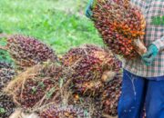 Harga CPO Ambruk! Sentimen Ekspor Lemah Tekan Bursa Malaysia