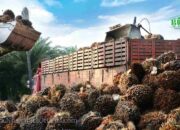 Harga CPO Melejit! Lonjakan Minyak Kedelai Picu Rebound