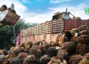 Harga CPO Menguat, Didukung Pasar Dalian dan Data Ekspor