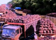 Harga CPO Merosot di Bursa Malaysia, Ekspor Turun Tajam