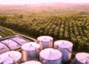 Harga CPO di Bursa Malaysia Bervariasi, Produksi dan Stok Menurun