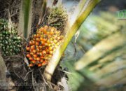 Penurunan Ekspor Minyak Sawit Indonesia di Januari 2025