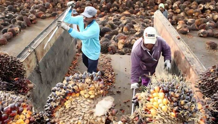 Produksi dan Kinerja Keuangan SIMP 2024: Laba Bersih Melonjak 110%