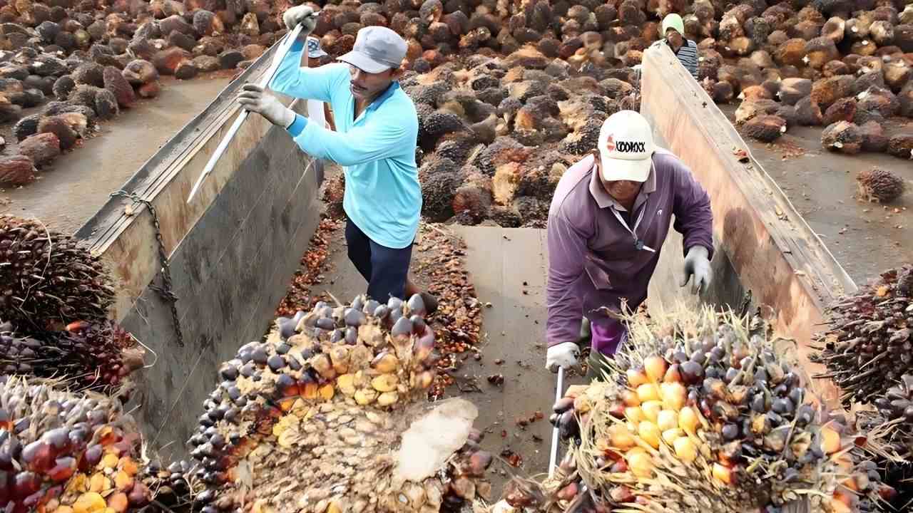 Produksi dan Kinerja Keuangan SIMP 2024 Laba Bersih Melonjak 110%