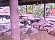 Puluhan Sapi Impor Australia Terendam Banjir di Bekasi, Begini Nasibnya