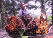 SSMS Pacu Produksi CPO, Optimalkan Ekspor Saat Harga CPO Global Naik