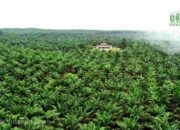 DSNG Bukukan Laba Rp367 Miliar, Didukung Lonjakan Harga CPO