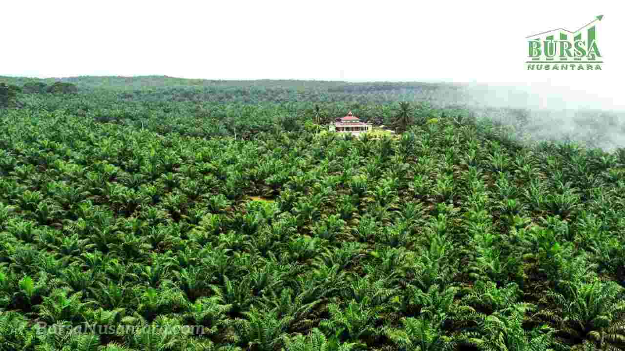 DSNG Bukukan Laba Rp367 Miliar, Didukung Lonjakan Harga CPO