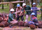 Dividen Astra Agro Lestari (AALI), Siap Cair Rp184 per Saham