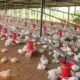 Harga Ayam Anjlok, Peternak Rugi Rp 5.500 per Kilo