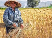 Peta Jalan Asuransi Pertanian 2025-2030 Resmi Diluncurkan