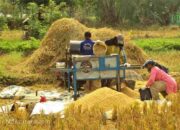 Presiden Prabowo Buka Peluang Ekspor Beras, Ini Kata CORE