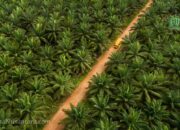 TLDN Akuisisi Perkebunan Sawit Rp210 Miliar