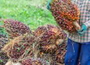 Tarif Impor AS Naik, Biaya Produksi Sawit Bisa Melonjak