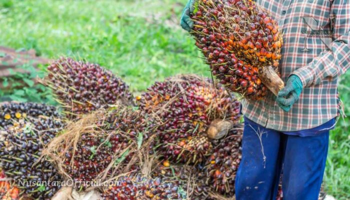 Tarif Impor AS Naik, Biaya Produksi Sawit Bisa Melonjak