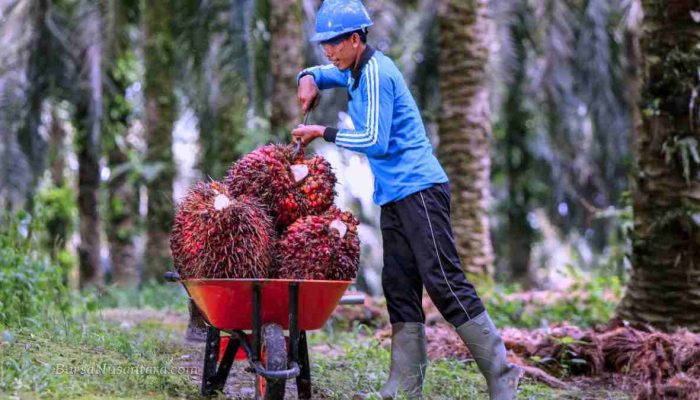 Ekspor Sawit Indonesia Didominasi Produk Hilir, Gapki Khawatirkan Tarif
