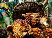 Harga CPO Menguat, Minyak Kedelai dan Permintaan China Jadi Motor Utama