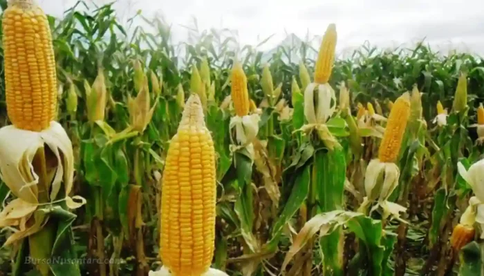 Indonesia Siap Ekspor 27 Ribu Ton Jagung dan Genjot Ekspor Kelapa