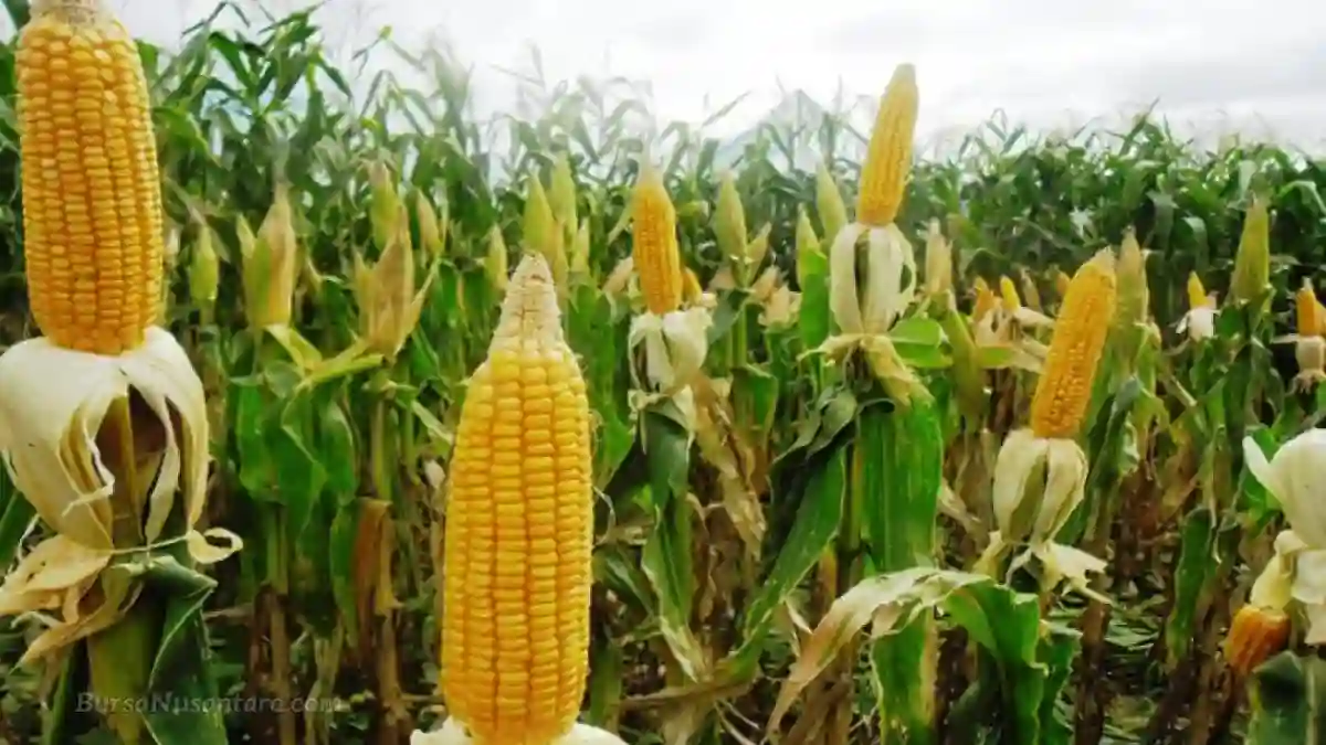 Indonesia Siap Ekspor 27 Ribu Ton Jagung dan Genjot Ekspor Kelapa