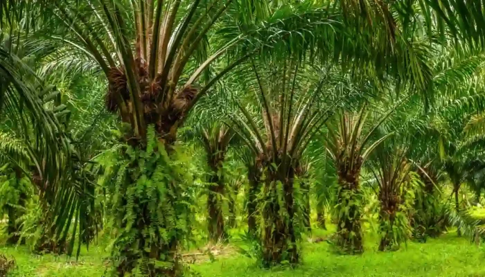 Pinago Utama (PNGO) Bagikan Dividen Tunai Rp80 per Saham